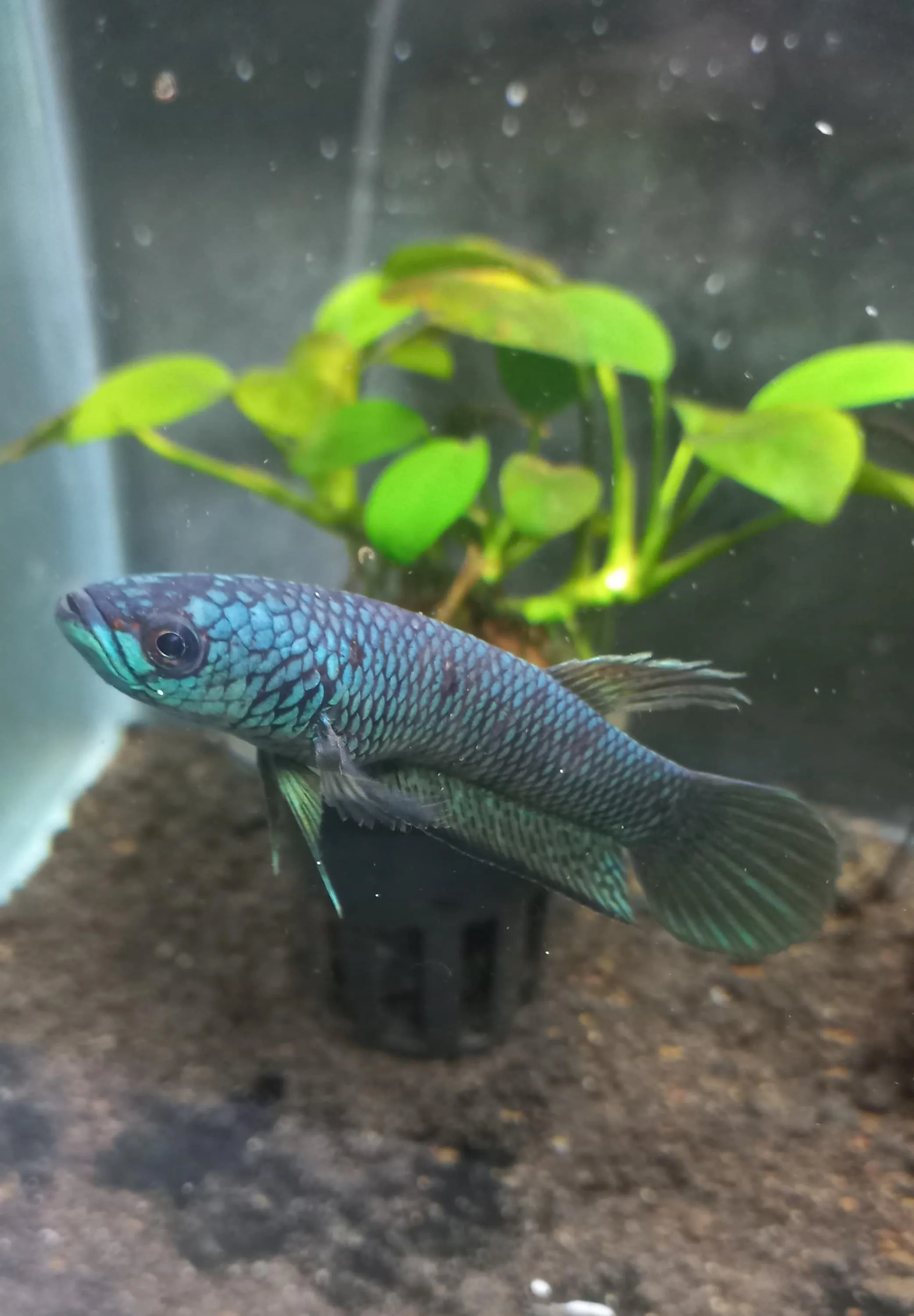 Wild betta Antuta Male size -+8cm